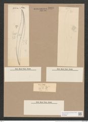 Pleurosigma formosum W.Sm. (de-Toni-Nr.: Genus 13, Species 1040) Zeichnungen Sammlung Grunow Nr. 2098 (NHMW-BOT-W0368969)